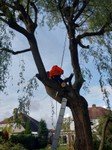 tree care (8).jpg