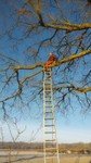 tree surgery (10).jpg