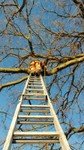 tree surgery (11).jpg