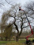 tree surgery (4).jpg