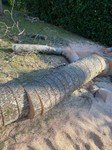 tree surgery (6).jpg