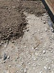 Patio and drain (1).jpg